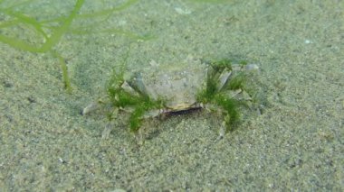 Greyfurt yengeci (Brachynotus sexdentatus) yeşil alg ile kaplanmış yeşil alglerin yanında.