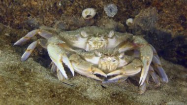 Breeding Flying swimming crab (Liocarcinus holsatus): before mating, the male (above) carries a female (below) for some time, close-up.