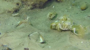Mediterranean mud shrimp or burrowing shrimp (Upogebia pusilla): their presence in the biocenosis is indicated only by their old empty shells after molting, which can be seen on the seabed.
