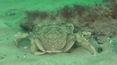 One of the most dangerous marine invasive species Green crab or Shore crab (Carcinus maenas) on the seabed.
