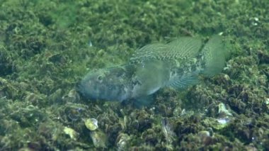 Kara keçi (Gobius niger) deniz tabanında bir şey yiyor, yakın plan..