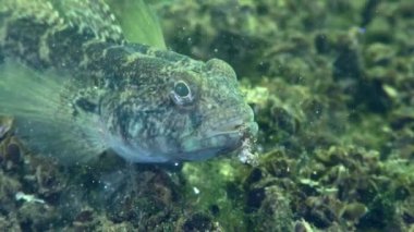 Male Black goby (Gobius niger) picks up food from the seabed, close-up.