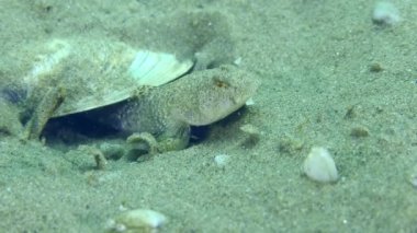 Reproduction of Marbled goby (Pomatoschistus marmoratus): when another goby approaches the nest, the male begins to shake to intimidate the opponent, close-up.