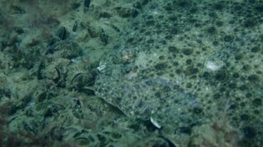 A portrait of a Mediterranean turbot (Scophthalmus maximus), then the camera slowly zooms out to show all the fish, side view.