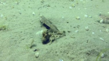 Yuvayı koruyan erkek keçi (Pomatoschistus marmoratus): Kaygılanmak için birçok nedeni vardır (diğer balıklar ve omurgasızlar).).