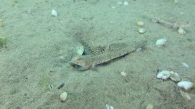 Breeding Marbled goby (Pomatoschistus marmoratus): the male guarding the nest is nervous, but the number of unwanted guests is too large.