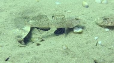 Yuvayı koruyan erkek, sinir bozucu bir düelloda sinir bozucu konuğu mağlup eder ve düşman emekli olur..