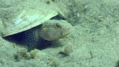 Reproduction Marbled goby (Pomatoschistus marmoratus): the male guarding the nest uses the threat pose characteristic of many fish - wide open mouth, close-up.