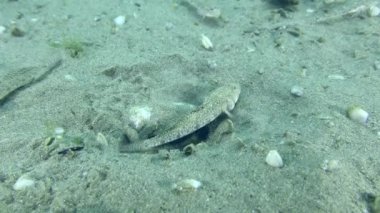 Breeding Marbled goby (Pomatoschistus marmoratus): the male guarding the nest demonstrates a threatening pose - strong body trembling.