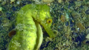 Long Snouted Seahorse (Hippocampus guttulatus): This emerald colored seahorse uses a seashell at the bottom for shelter, close-up.