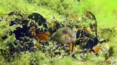 Male Tentacled blenny (Parablennius tentacularis) peeking out of its hole among the mussels, close-up.
