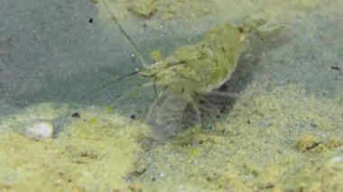 Baltic prawn (Palaemon adspersus) searches for food in freshly dug sand, close-up.