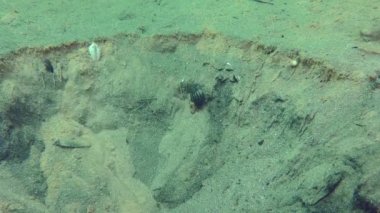 Inhabitants of the anchor trail: Small hermit crab (Diogenes pugilator) is difficult to get out on crumbling sand.
