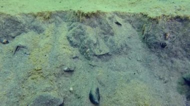 Inhabitants of the anchor trail: sand slowly flows into the furrow made by the anchor.