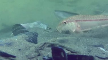 Inhabitants of the anchor trail: Red mullet (Mullus barbatus) is actively digging the slopes in the furrow made by the anchor, close-up.