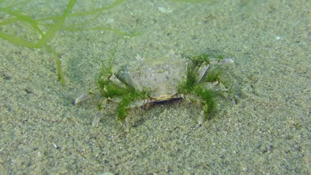 Грапсоид Crab Brachynotus Sexdentatus Заросший Зелеными Водорослями Песчаном Дне Рядом — стоковое видео