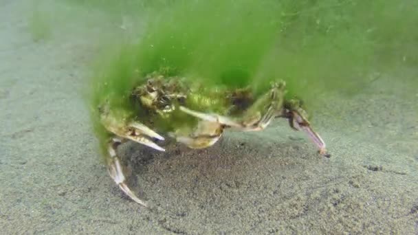 Old Flying Swimming Crab Liocarcinus Holsatus Overgrown Green Algae Dancing — Stockvideo