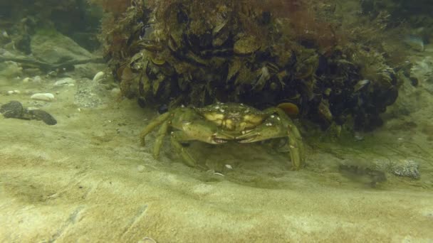 Green Crab Shore Crab Carcinus Maenas Next Rock Covered Mussels — Vídeo de stock