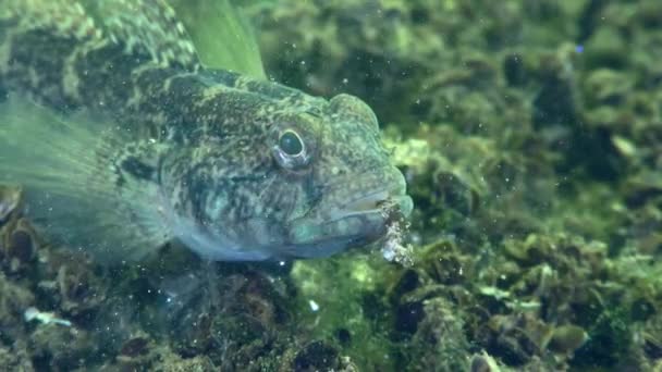 Male Black Goby Gobius Niger Picks Food Seabed Close — Stockvideo