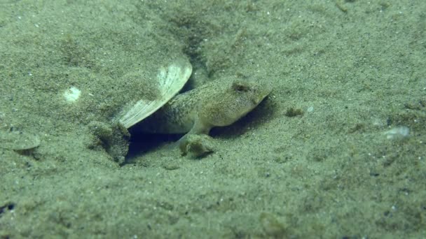 マーブルゴービーの複製 Pomatoschistus Marmoratus 巣を守る男性は その推定的なフィン クローズアップでそれを換気します — ストック動画