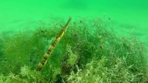 Black Striped Pipefish Syngnathus Abaster Peeking Out Thicket Green Algae — Vídeo de Stock
