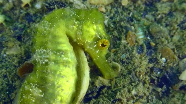 Long Snouted Seahorse Hippocampus Guttulatus Emerald Colored Seahorse Uses Seashell — Stock Video