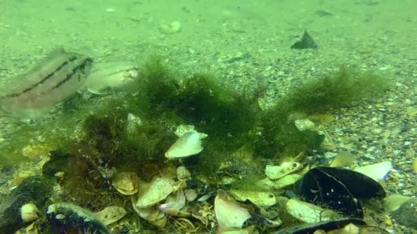 Reproduction Gray Wrasse Symphodus Cinereus Female Dives Algae Nest Lay — Stockvideo