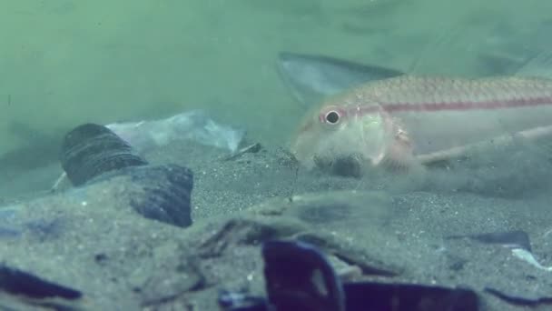 Inhabitants Anchor Trail Red Mullet Mullus Barbatus Actively Digging Slopes — Stockvideo