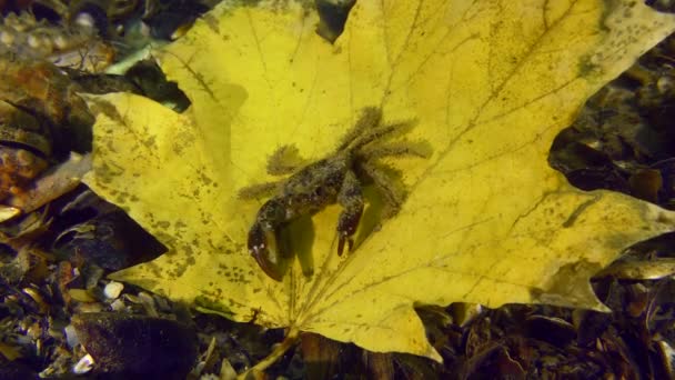 Autumn Sea Crab Sits Yellow Maple Leaf Swayed Current Bottom — Stok video