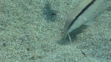 Forsskal 'ın keçi balığı (Parupeneus forskali) toprağı kazarken, ortak iki şeritli deniz kabuğu (Diplodus vulgaris) keçi balığının yemeyeceği yiyecekleri toplar ve onlara bakacakları umut verici noktalar gösterir..