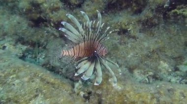 Devil Firefish or Common lionfish (Pterois miles) swims against the background of a cliff overgrown with bright sponges and algae. Mediterranean.