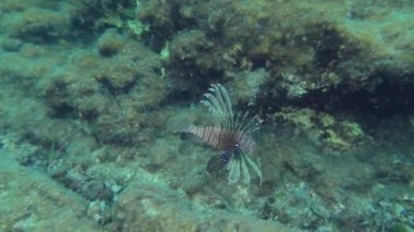 Devil Firefish or Common lionfish (Pterois miles) floats against the rocks. Mediterranean.