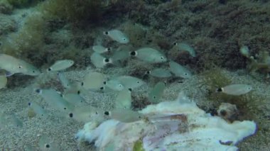 Denizi temizleme: Çok sayıda genç yıllık deniz kabuğu (Diplodus annularis) ölü balık yiyerek organik madde kullanıyor.