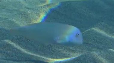 Cleaver Wrasse or Pearly Razorfish (Xyrichtys novacula) searches for food on the sandy bottom in shallow water. Mediterranean.