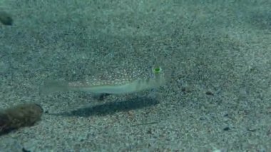 Yellowspotted Puffer or Studded Pufferfish (Torquigener flavimaculosus) slowly floats over the sandy bottom, picking up bits of food in its mouth, then leaves frame.