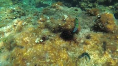 African rainbow wrasse or Mediterranean rainbowfish (Coris julis) eats a dead sea urchin on a rock overgrown with brown algae. Mediterranean.