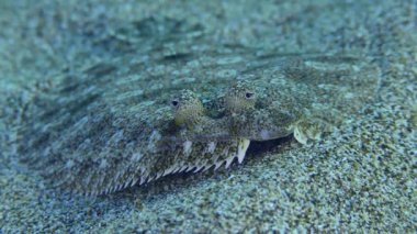 Wide eyed Flounder (Bothus podas) lies on sandy day, eye movement, then leaves frame, close-up. Mediterranean, Greece, Rhodes.