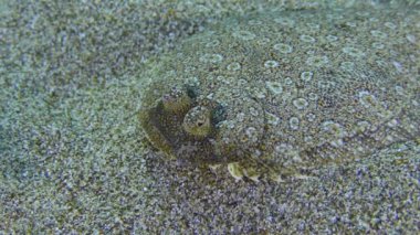 Wide eyed Flounder (Bothus podas) lies on sandy bottom, eye movement, side and top view, perfect camouflage, close-up. Mediterranean, Greece, Rhodes.