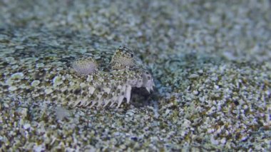Wide eyed Flounder (Bothus podas) lies on sandy bottom, side view, then quickly floats out of frame, close-up. Mediterranean, Greece, Rhodes.