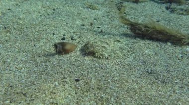 Wide eyed Flounder (Bothus podas) changes position on the sandy bottom, while changing camouflage color. Mediterranean, Greece.