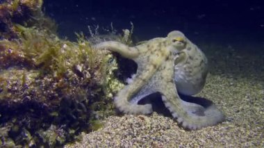 Underwater Scene: Common octopus (Octopus vulgaris) sits at the bottom, clasping a rock overgrown with algae with tentacles, then slowly leaves the frame.