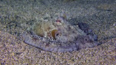 Deniz sahnesi: Yaygın ahtapot (Octopus vulgaris) kumlu bir zemine yayılmış, solunum hareketleri, yan görüş, yavaş zoom yapar.