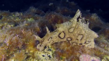 Undersea scene: Invasive toxic species of the Mediterranean - Spotted Seahare (Aplysia dactylomela) crawling along the bottom overgrown with algae.