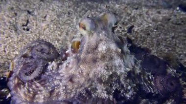 Underwater scene: The camera follows the Common octopus (Octopus vulgaris), which slowly moves along the bottom, leaving the frame, close-up.