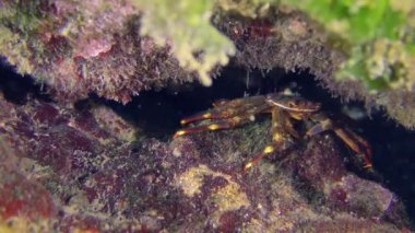 Undersea scene: Invasive species Sally Lightfoot Crab or Nimble spray crab or Urchin crab (Percnon gibbesi) looking for food in the cleft stone.