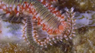 Marine life: Many Bearded fireworms (Hermodice carunculata) have gathered on the body of the dead fish, close-up.