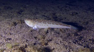 Trachinus draco (Trachinus draco) kumlu zeminde avını bekler ve yüzerek uzaklaşır..