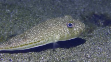 Invasive species of fish of the Mediterranean Sea Yellowspotted Puffer or Studded Pufferfish (Torquigener flavimaculosus), close-up.