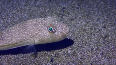 İstilacı türler Sarı Benekli Kirpi Balığı (Torquigener flavimaculosus), yakın plan.