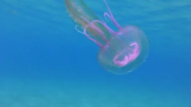 Tehlikeli Mor çizgili Jöle veya Leylak İğnesi (Pelagia noctiluca) su kolunda yüzer.